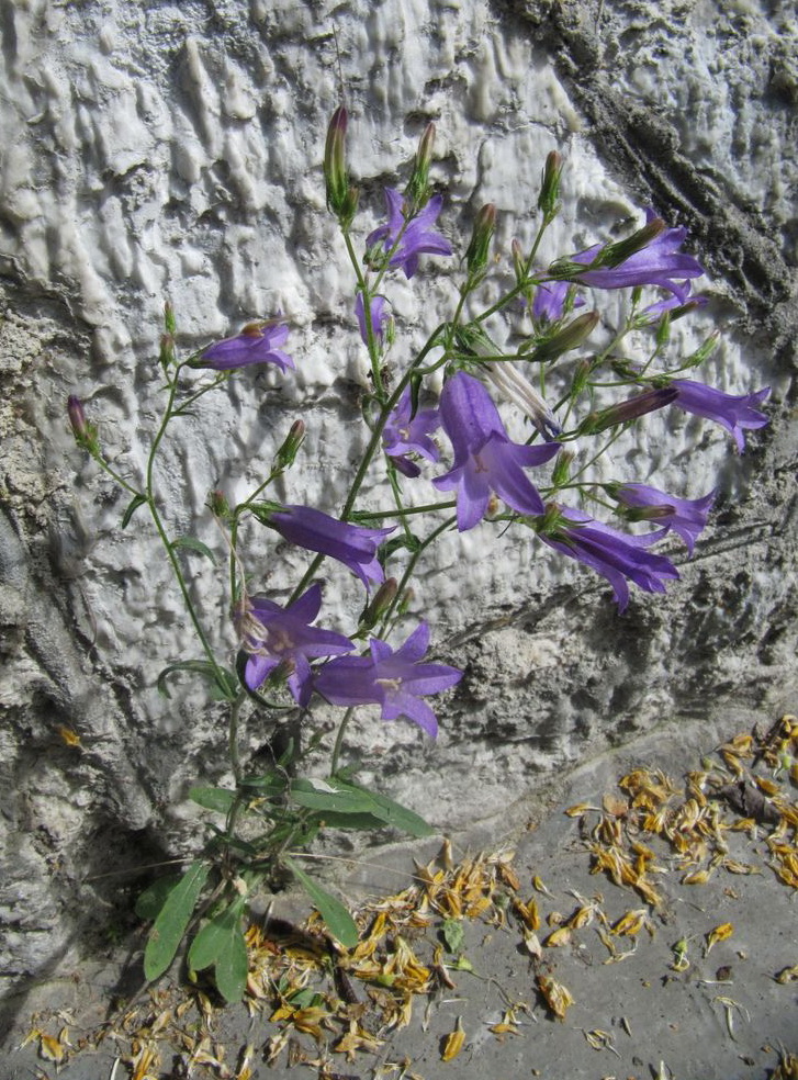 Изображение особи Campanula sibirica.