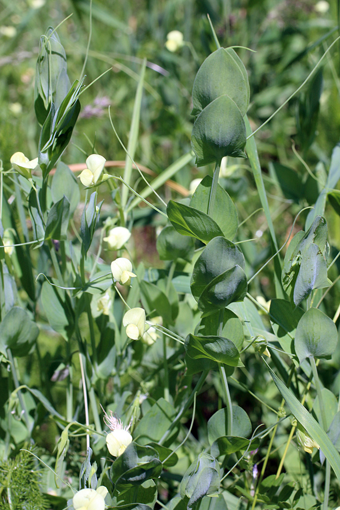 Изображение особи Lathyrus aphaca.