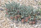 Astragalus pallasii