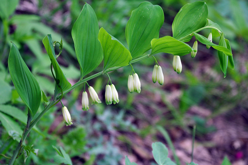 Изображение особи Polygonatum glaberrimum.