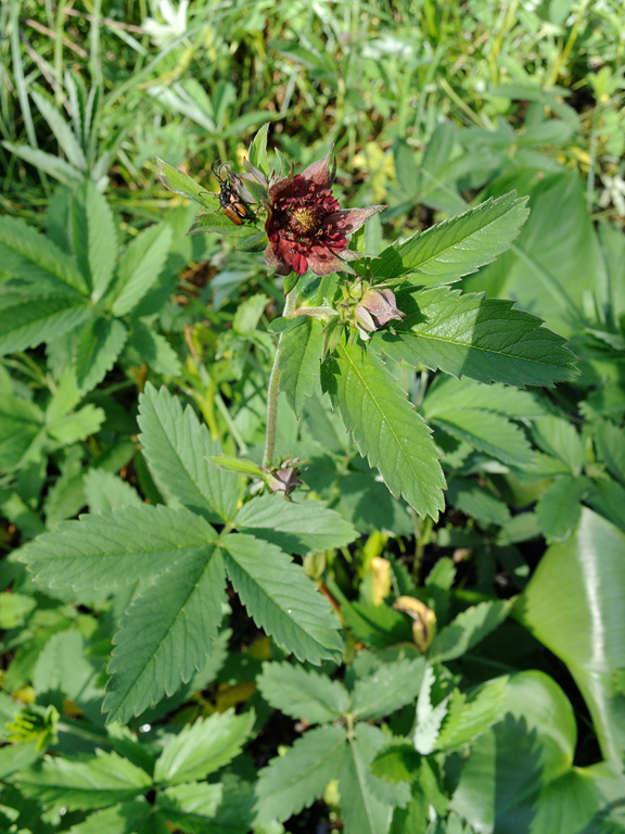 Image of Comarum palustre specimen.