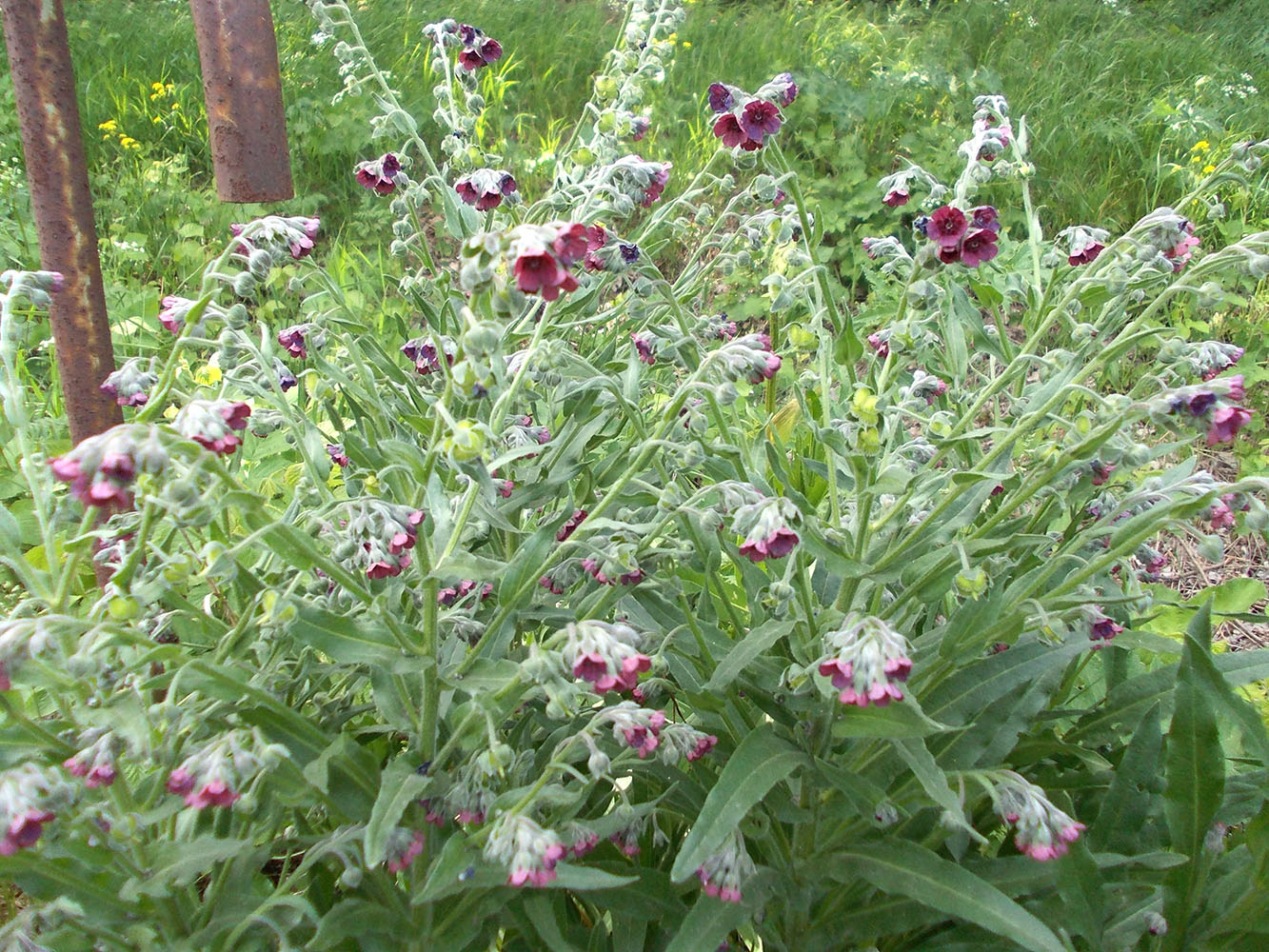 Image of Cynoglossum officinale specimen.