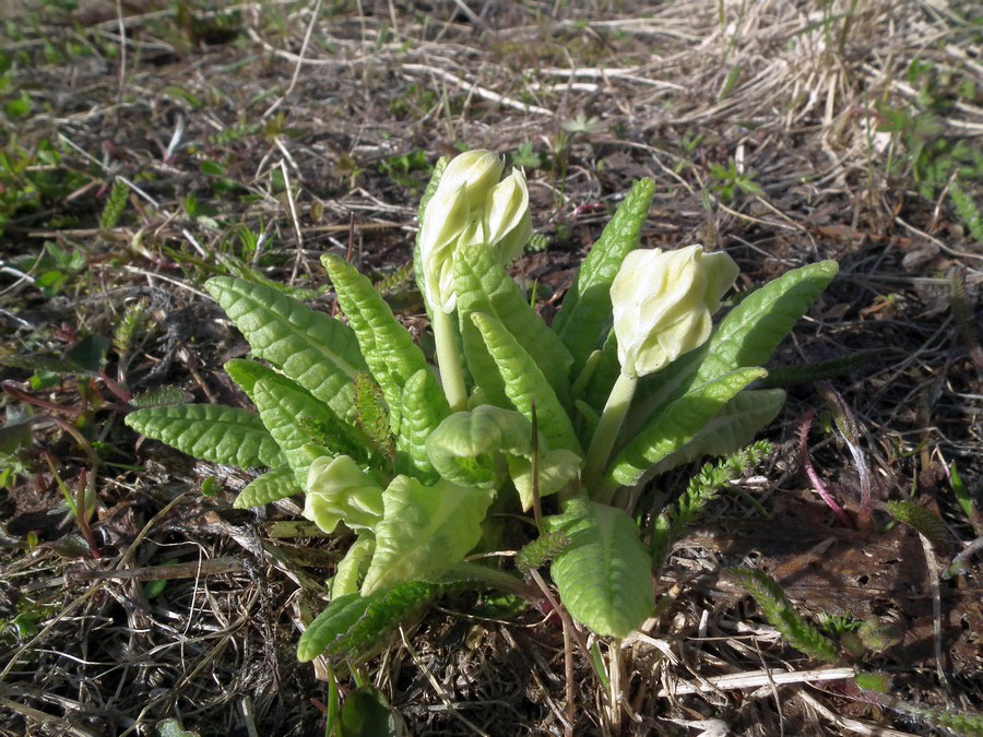 Image of Primula macrocalyx specimen.