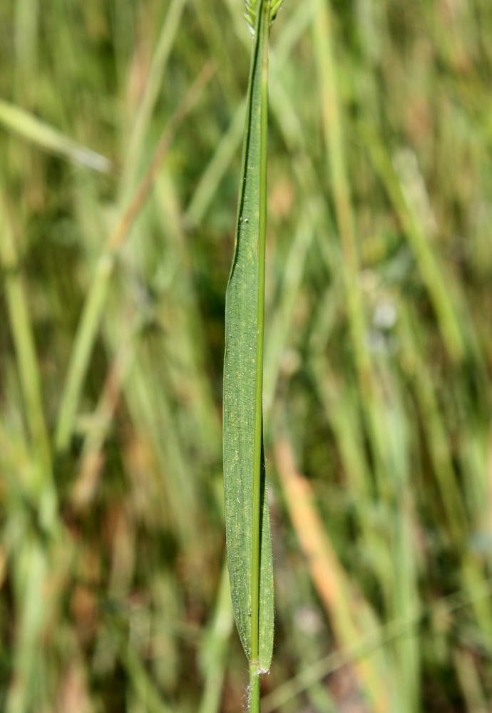 Image of Rostraria obtusiflora specimen.