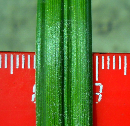 Image of Carex riparia specimen.