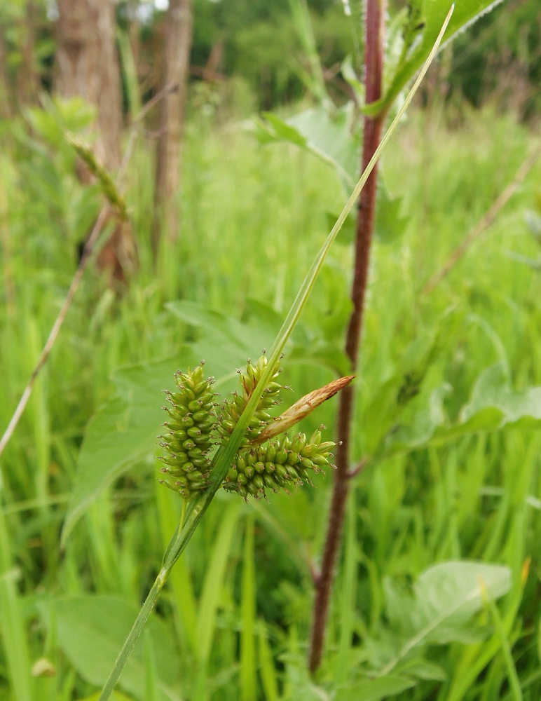 Image of Carex pallescens specimen.