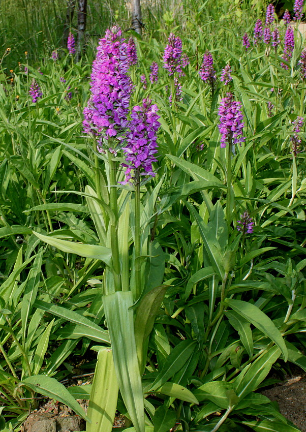 Изображение особи Dactylorhiza praetermissa.