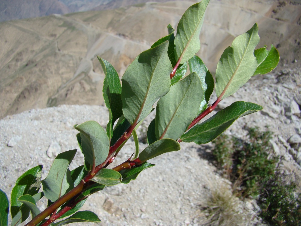 Image of Salix alatavica specimen.