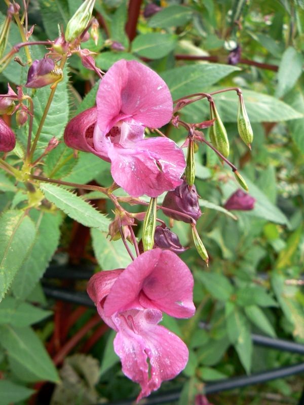 Image of Impatiens glandulifera specimen.