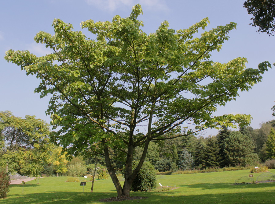 Изображение особи Idesia polycarpa.