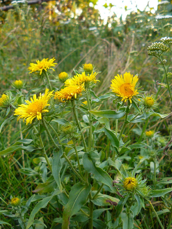 Изображение особи Inula britannica.