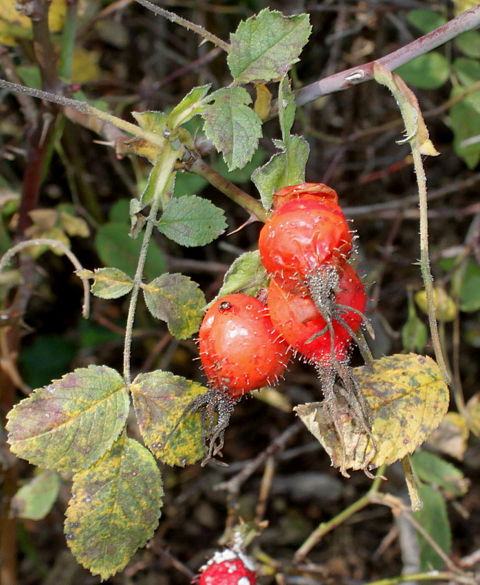 Image of Rosa villosa specimen.