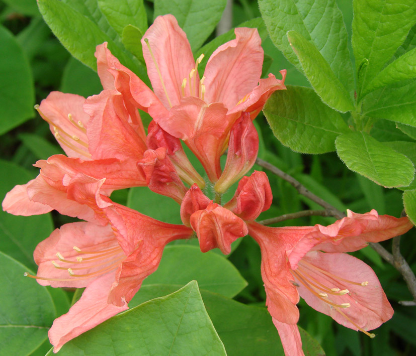 Image of genus Rhododendron specimen.