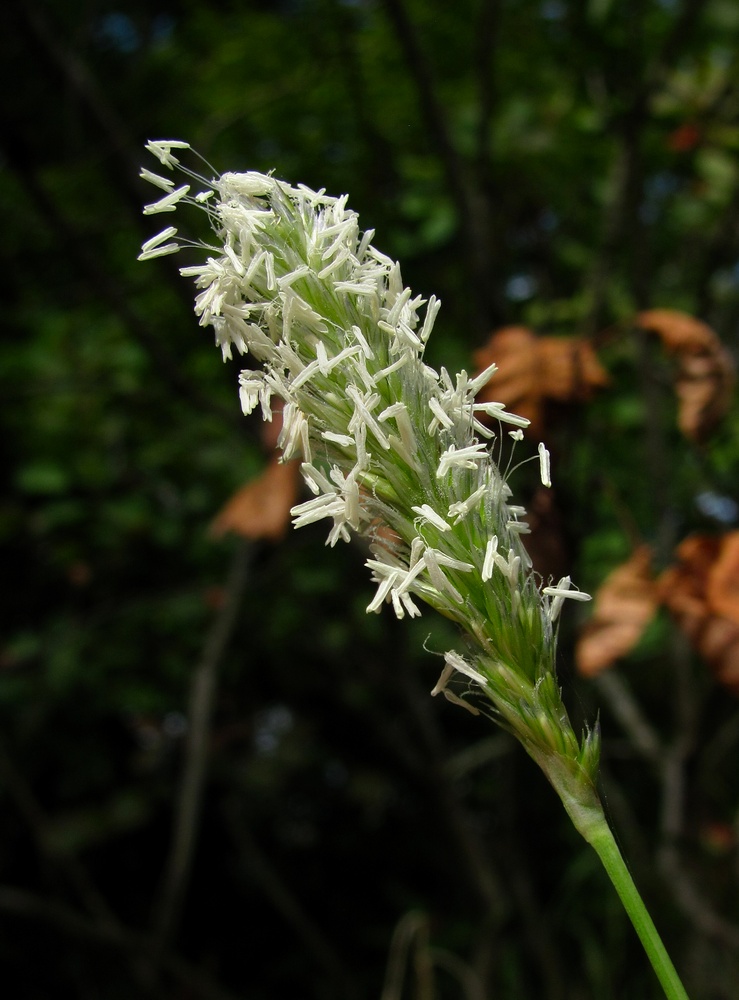 Изображение особи Sesleria alba.