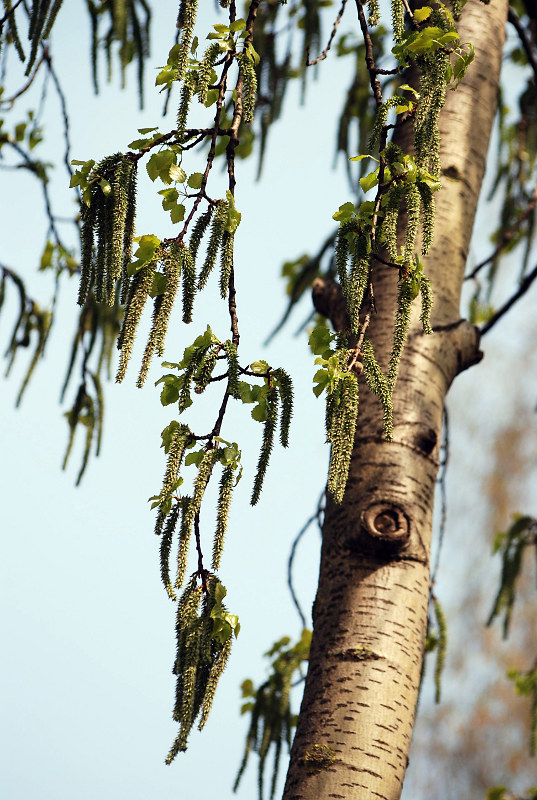 Image of Populus tremula specimen.