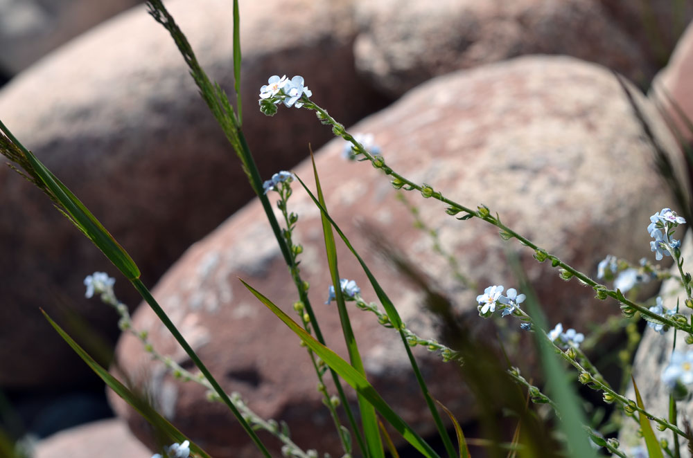 Изображение особи Lappula microcarpa.