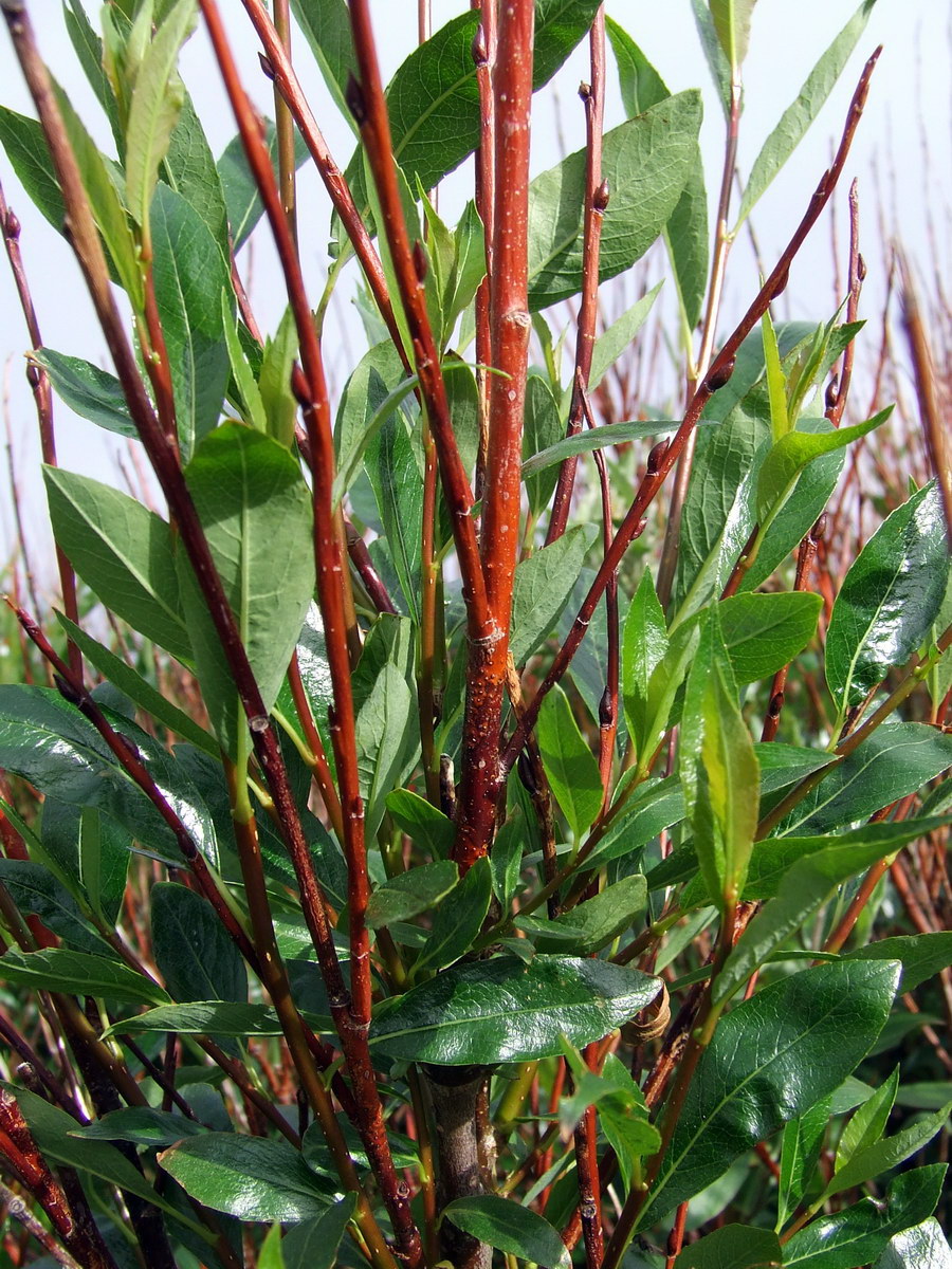 Image of Salix phylicifolia specimen.