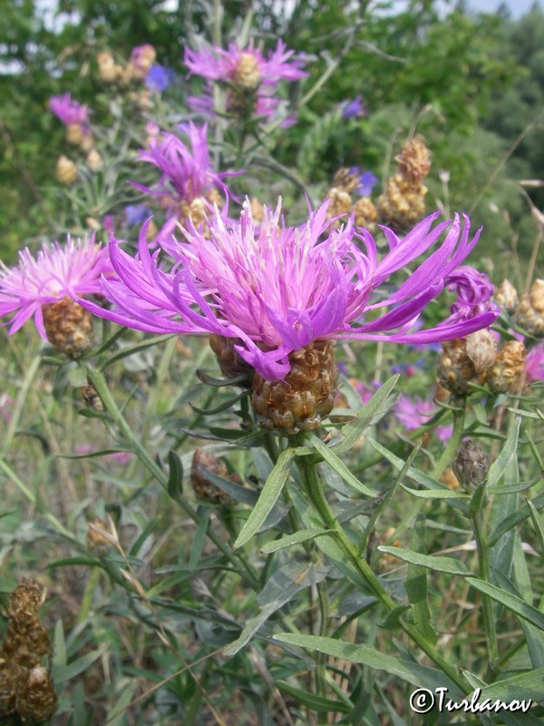 Image of Centaurea jacea ssp. substituta specimen.