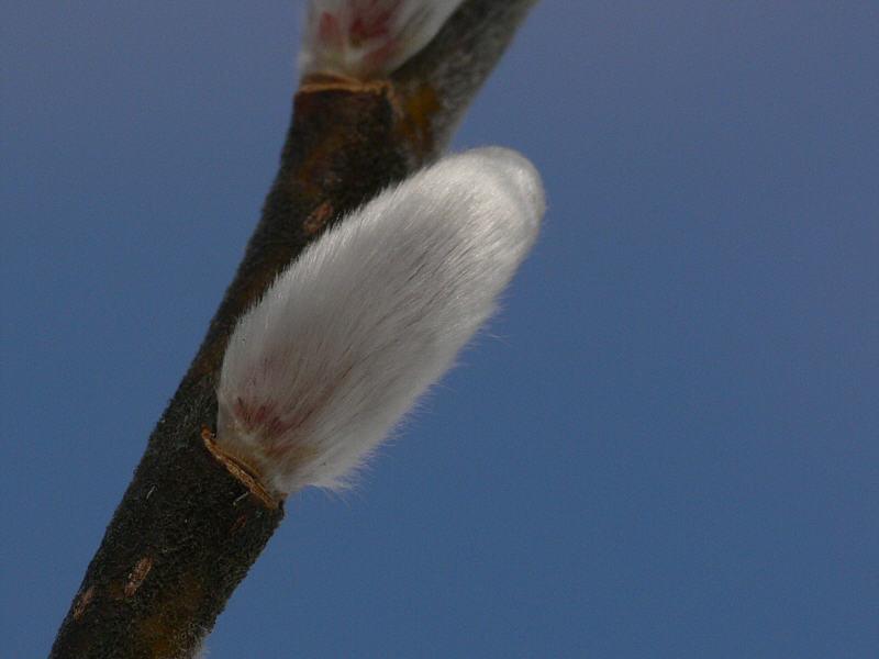 Изображение особи Salix udensis.