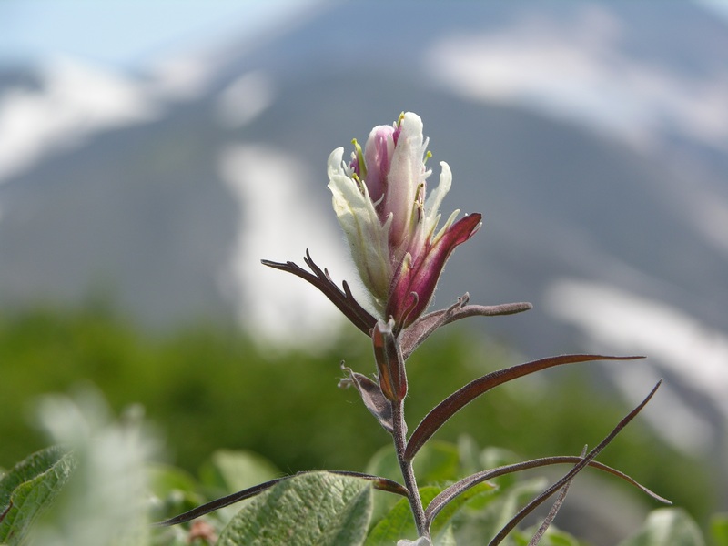 Image of Castilleja pavlovii specimen.