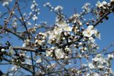 Prunus cerasifera. Ветвь с цветками. Узбекистан, г. Ташкент, Ботанический сад им. Ф.Н. Русанова, 14.03.2009.