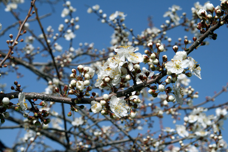 Image of Prunus cerasifera specimen.