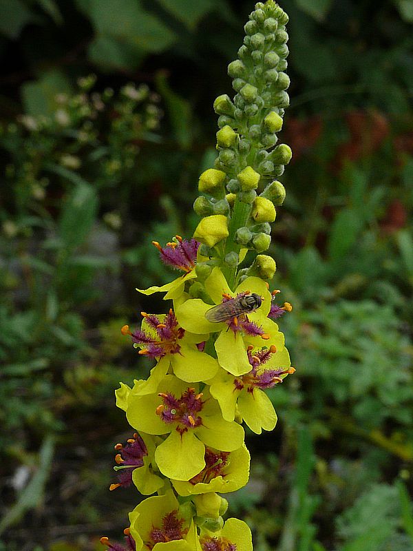 Image of Verbascum nigrum specimen.