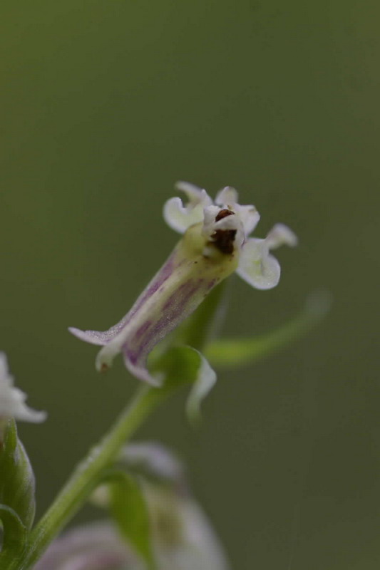 Изображение особи Dactylorhiza &times; mixta.