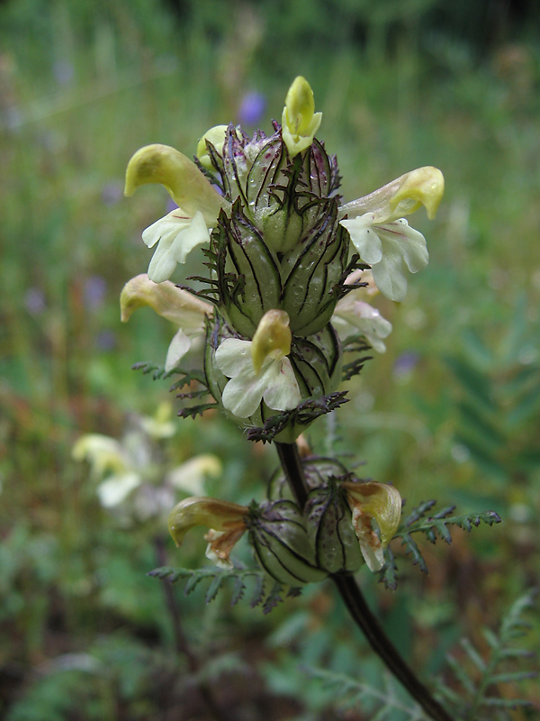 Image of Pedicularis myriophylla specimen.