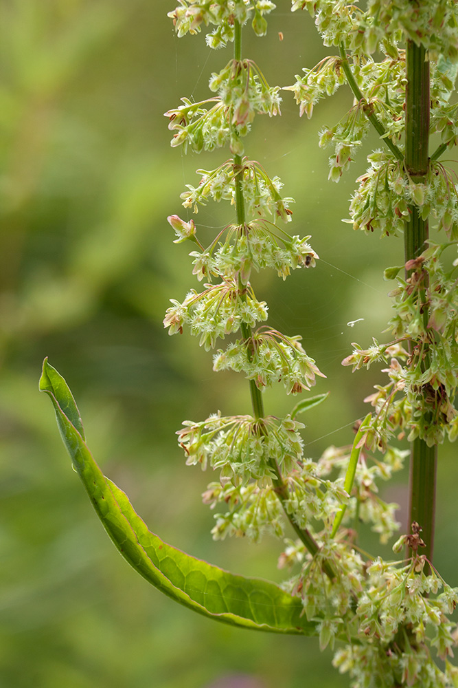 Image of Rumex sylvestris specimen.