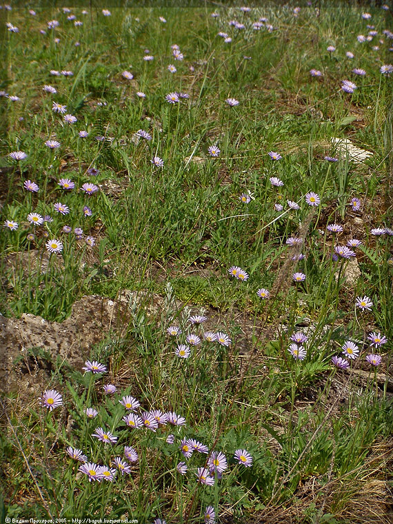 Image of Aster alpinus specimen.