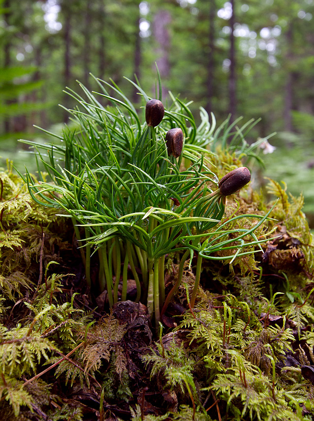 Image of Pinus sibirica specimen.