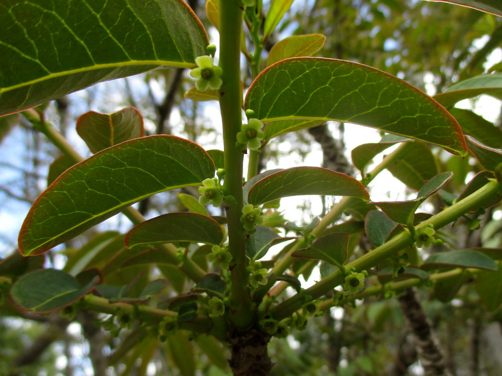 Image of Phyllanthus angustifolius specimen.