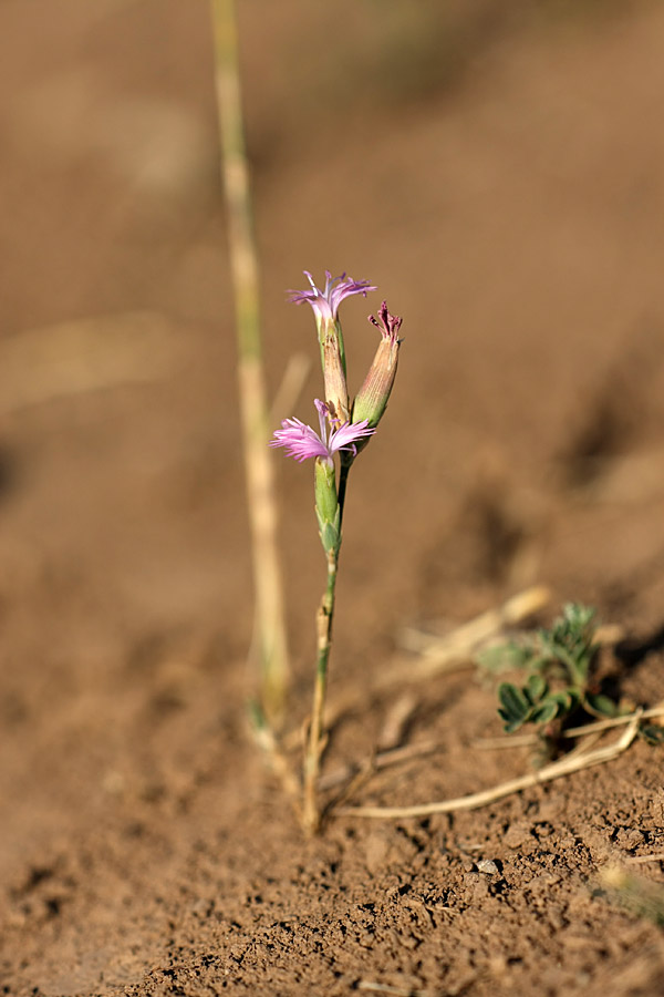 Изображение особи Dianthus karataviensis.