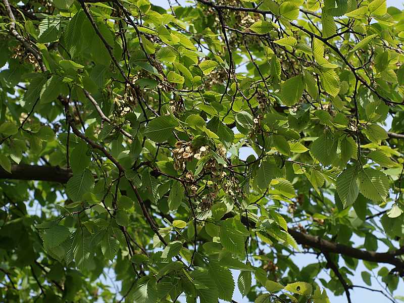 Изображение особи Ulmus laevis.