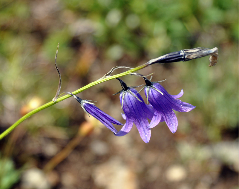 Image of Campanula turczaninovii specimen.