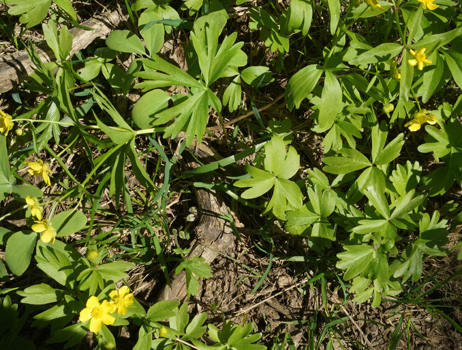 Image of Ranunculus krylovii specimen.