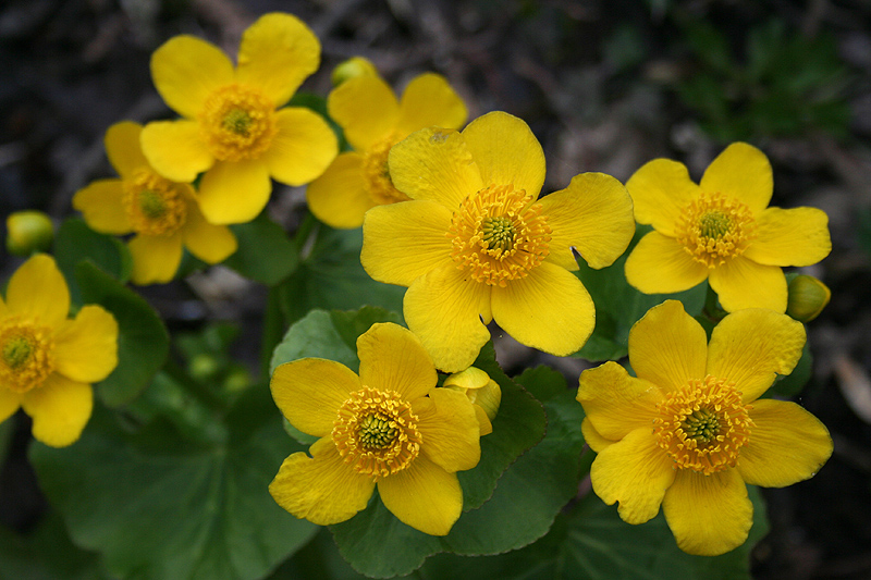 Image of Caltha palustris specimen.