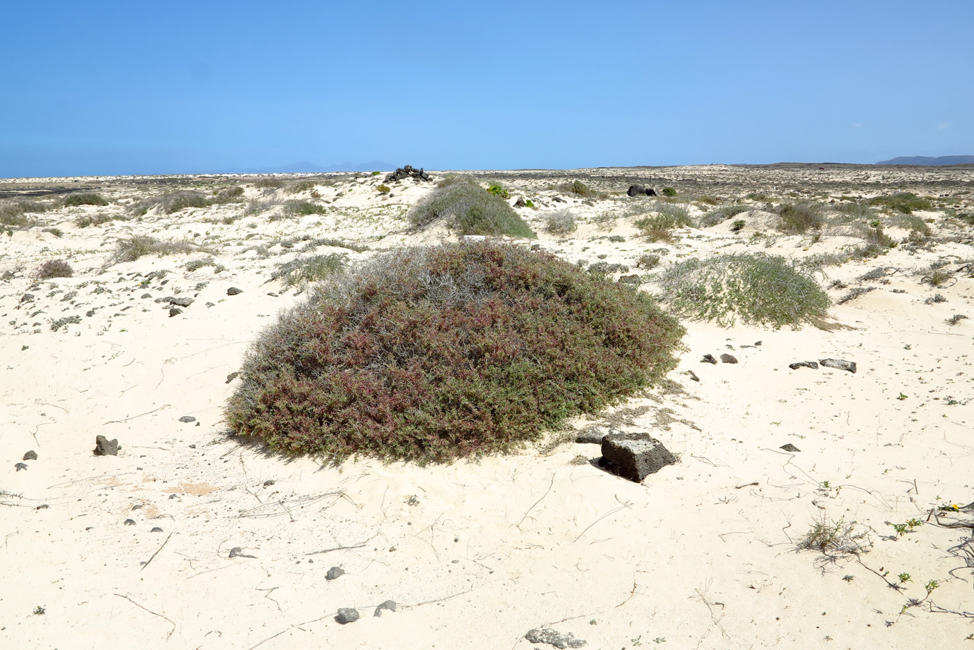 Изображение особи Salsola divaricata.