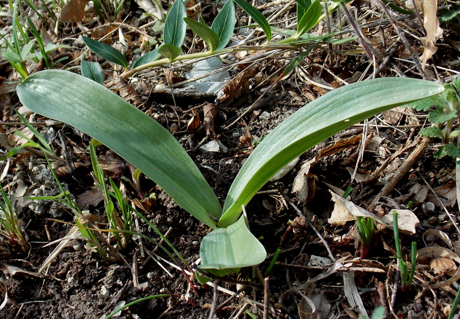 Image of Orchis simia specimen.