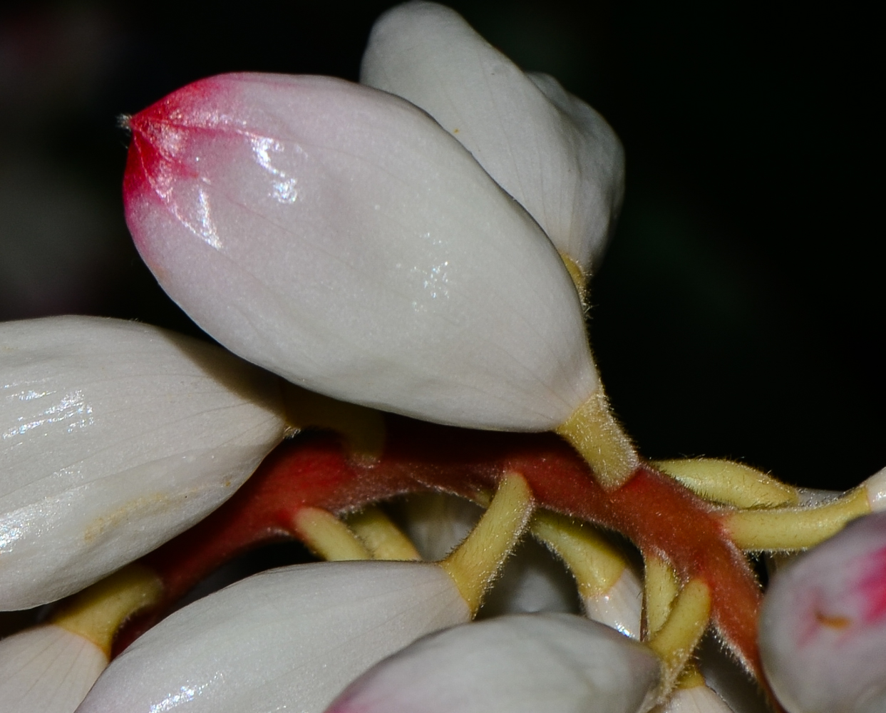 Image of Alpinia zerumbet specimen.