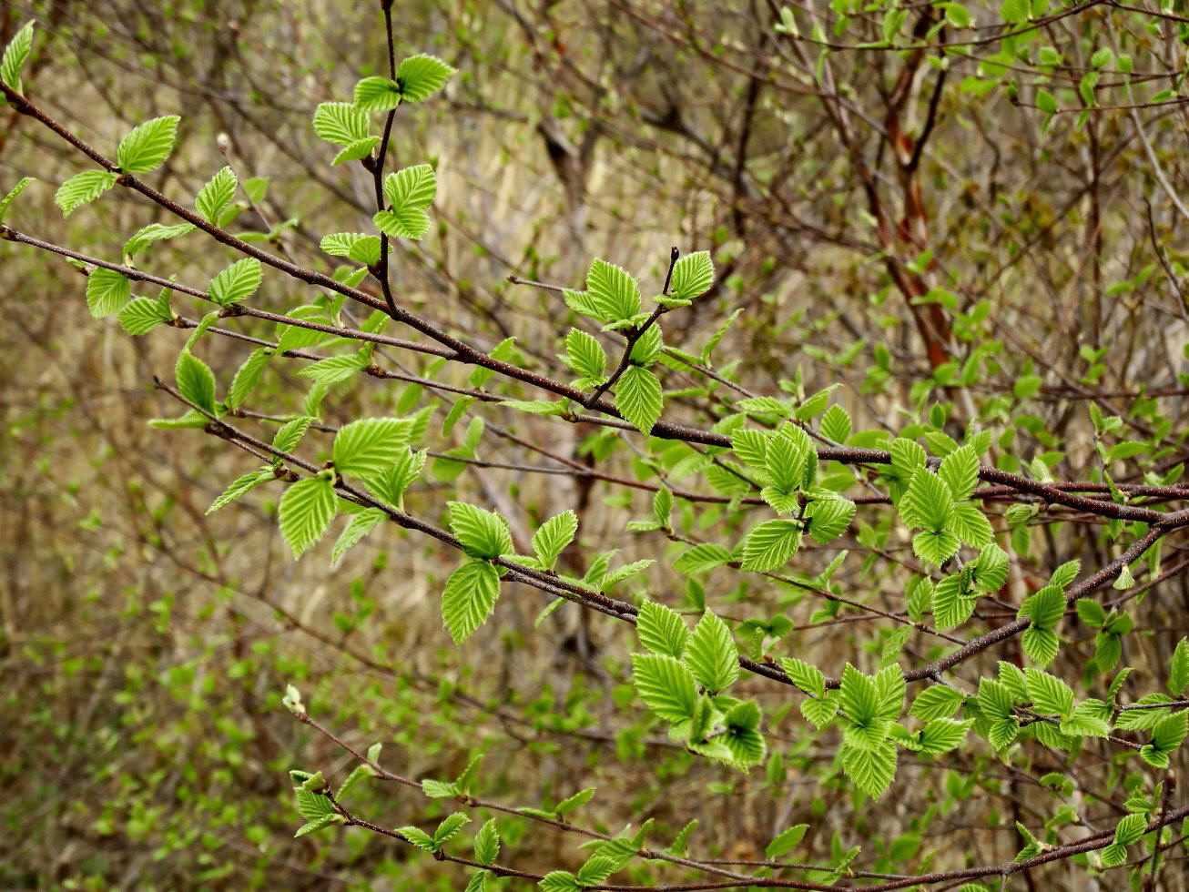 Image of genus Betula specimen.