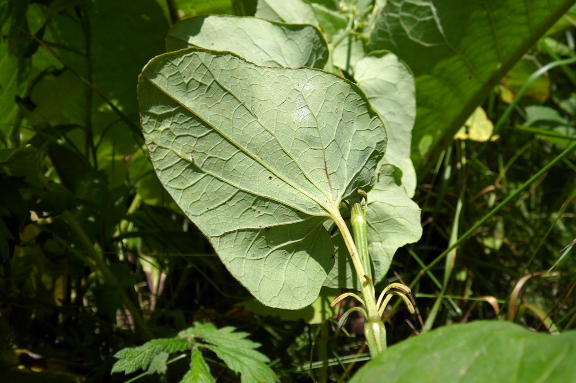 Image of Aristolochia clematitis specimen.