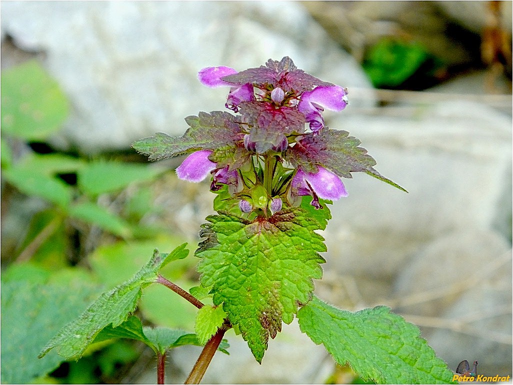 Image of Lamium maculatum specimen.