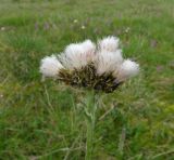 Antennaria lanata. Верхушка плодоносящего растения. Чукотка, Шмидтовский р-н, хр. Паляваам, верховья р. Алыпыртын, юго-западный склон пер. Топографов, тундра. 20.07.2014.