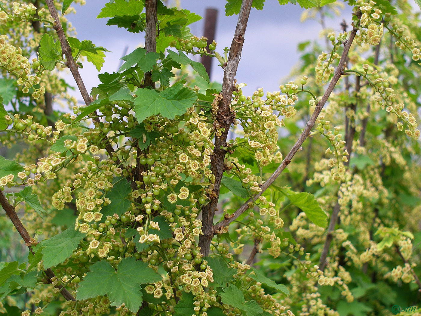 Image of Ribes rubrum specimen.