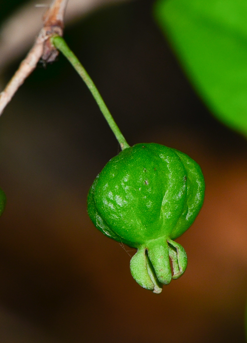 Изображение особи Eugenia uniflora.