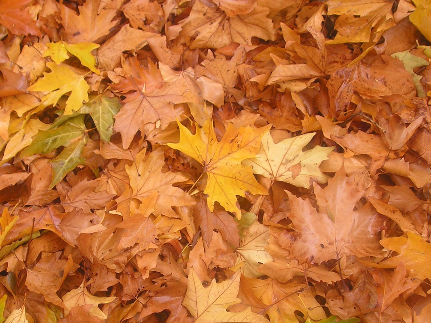 Image of Platanus orientalis specimen.