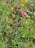 Echium popovii