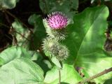 Arctium tomentosum. Верхушка побега с нераспустившимися и распустившимся соцветиями. Приморский край, г. Владивосток, Ленинский р-н, ул. Петра Великого. 03.08.2016.